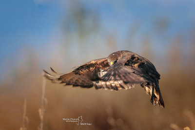 Common Buzzard-CASCINA SPINOLA