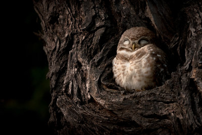 Spotted Owlet-BHARATPUR-India