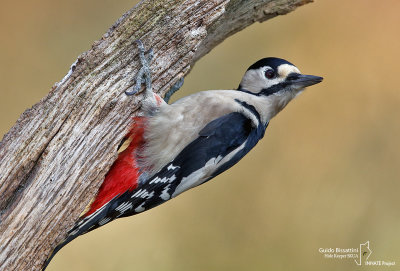 Great Spotted Woodpecker-LA MANDRIA