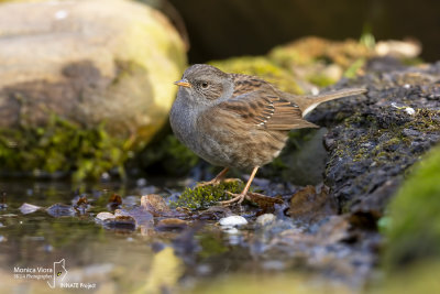 Dunnock-LA MANDRIA