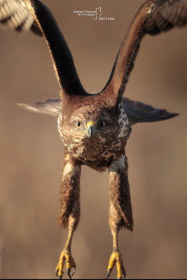 Common Buzzard-CASCINA SPINOLA
