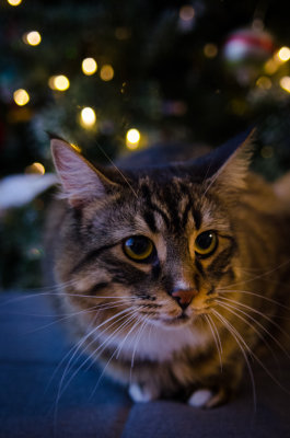 Kitten_Christmas