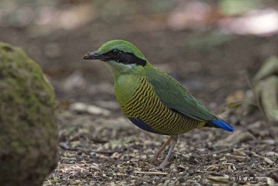 Bar-bellied Pitta, Male and Female.
