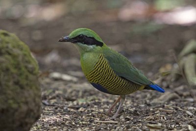 Barbellied Pitta, Male