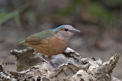 Blue-Rumped Pitta, Male and Femal.