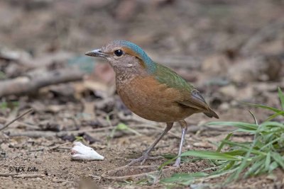 Blue-rumped Pitta, Male