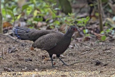 Germain's Peacock Pheasant, Female.