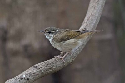 Pale-leged Leaf Warbler