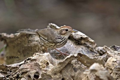 Puff-throated Babbler