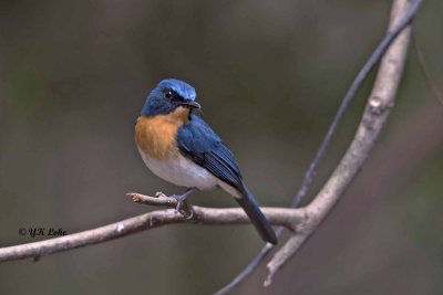 Tickell's Blue Flycatcher, Male