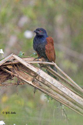 Ggreater Coucal