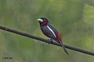 Black and Red Brodbill