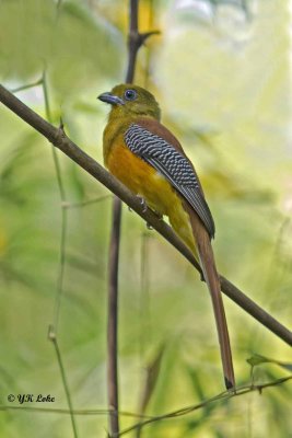 Orange-breaasted Trogon, Female.