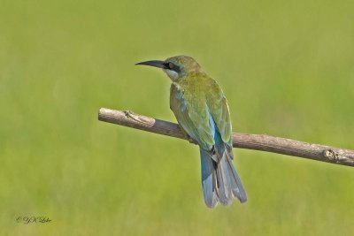Blue-Tailed Bee-eater