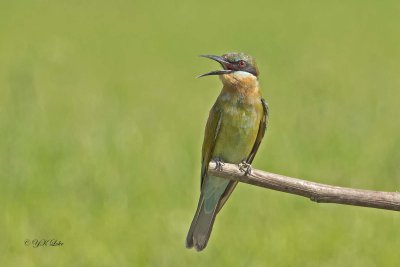 Blue-Tailed Bee-eater