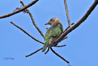 Asian Emerald Cuckoo, Female.