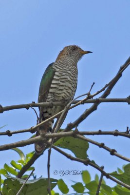 Asian Emerald Cuckoo, Female.