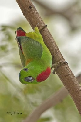 Blue-Crowned Hanging Parrot, Male