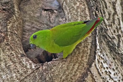 Blue-Crowned Hanging Parrot, Female.