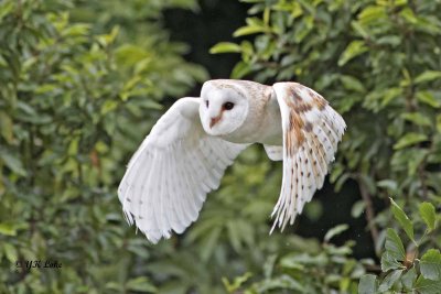 Barn Owl