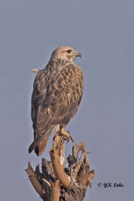 Long-Legged Buzzard