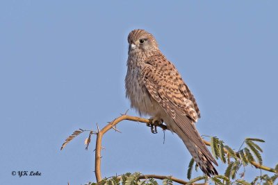 Common Kestrel