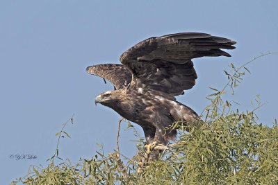 Spanish Imperial Eagle