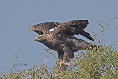 Spanish Imperial Eagle