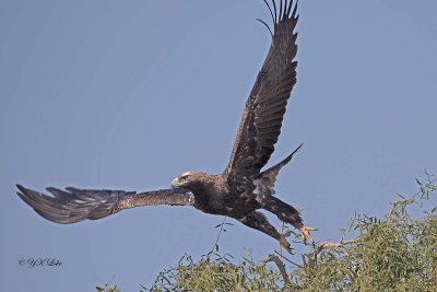 Spanish Imperial Eagle