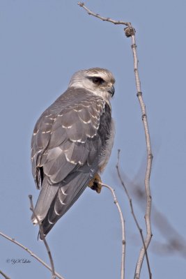 Black-shoulder Kite