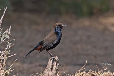 Indian Robin