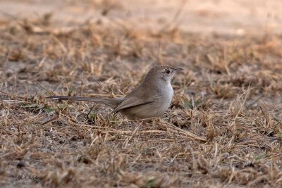 Grey-breasted Prinia