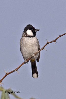 White-eared Bulbul