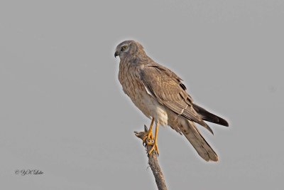 Pallid Harrier