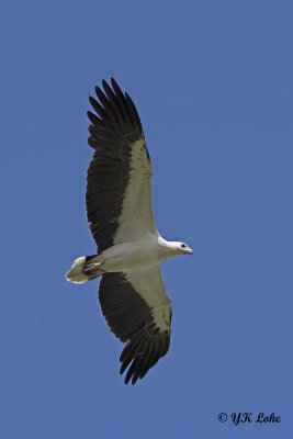 White-bellied Sea Eagle
