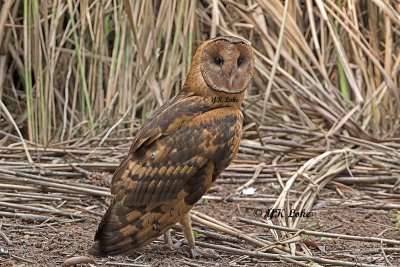 Eastern Grass Owl