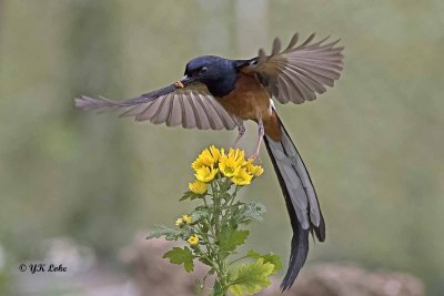 Shama, Male