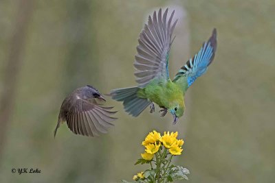 Blue-Winged Leafbird, Female and Grey-Chinned Yuhina