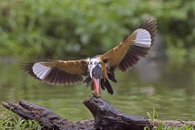 Black-Capped Kingfisher