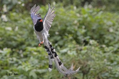 Red-Billed Blue Magpie