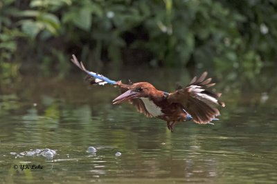 White-Throated Kingfisher