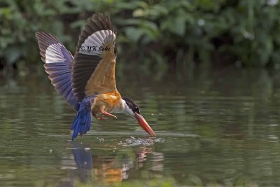Black-Capped Kingfisher