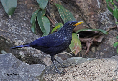 Blue Whiskling Thrush