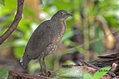 Malayan Night Heron, Juvenile