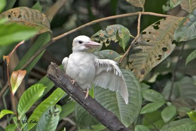 Albino Collared Kingfisher, Juvenile