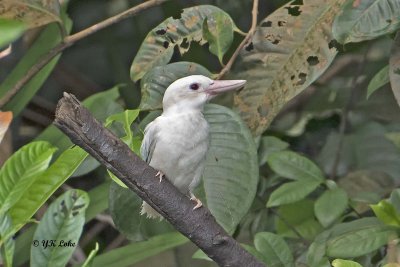Albino Collared Kingfisher, Juvenile