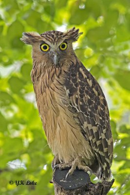 Buffy Fish Owl