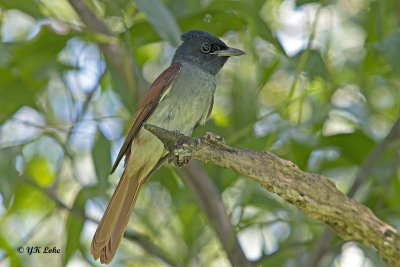 Asian Paradise Flycatcher, (Amur)