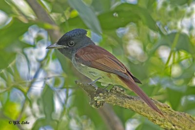 Asian Paradise Flycatcher, (Amur)