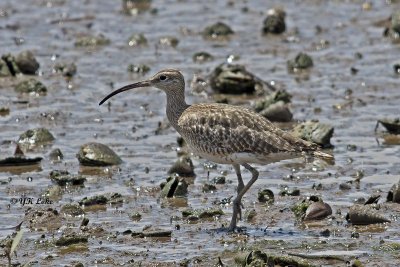 Whimbrel